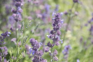 In 2015 Yorkshire in Bloom judges said “ High Royds Memorial Garden is a real gem. The raised beds around the entrance looked impressive packed with nectar-rich herbaceous perennials”. They went on to say it was capable of further development and in 2016 with the help of a grant from Tesco’s “Bag of Help” appeal and willing volunteers further work has been carried out in the garden and adjoining wood.